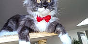 Shelby participe au concours pour gagner de l'argent avec cette photo : cat, gray_cat, white_paws, red_bow_tie, pet, indoor, furniture, wooden_perch, relaxed, fluffy, ears_up, whiskers, home, modern_interior, table, chairs, plant, daylight, curious, feline