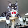 cat, gray_cat, white_paws, red_bow_tie, pet, indoor, furniture, wooden_perch, relaxed, fluffy, ears_up, whiskers, home, modern_interior, table, chairs, plant, daylight, curious, feline