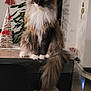 cat, fluffy, long_hair, table, indoor, holiday_decor, christmas_tree, red_bow, plant, chair, floor, wall, light, pet, feline, domestic_animal, sitting, calm, decor, home