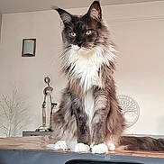 Shelby a rejoint le concours — aidez-le/la à gagner de superbes lots ! cat, long_hair, indoor, table, furniture, lamp, decor, white_paws, fluffy, tufted_ears, sitting, animal, pet, domestic_cat, gray_fur, green_eyes, portrait, calm, household, feline