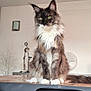 cat, long_hair, indoor, table, furniture, lamp, decor, white_paws, fluffy, tufted_ears, sitting, animal, pet, domestic_cat, gray_fur, green_eyes, portrait, calm, household, feline