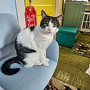 Sinatra is registered to the contest to win money with this photo: cat, blue_eyes, chair, indoor, yellow_door, red_sign, text, furniture, carpet, green_cabinet, curious, sitting, pet, domestic_animal, cozy, home, feline, patterned_rug, interior, cute