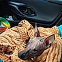 dog, hairless_dog, blanket, car_interior, car_door, window, seat, cozy, pet, animal, ears, snout, brown, texture, comfort, looking, alert, wrapped, travel, resting