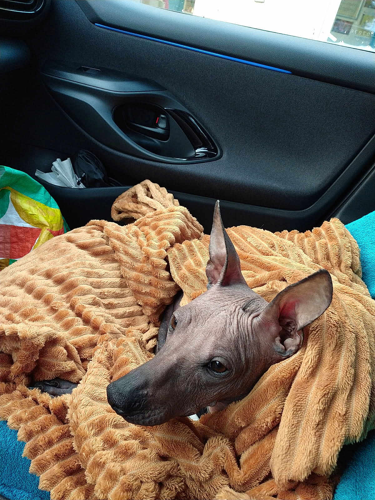 Akolon a rejoint le concours — aidez-le/la à gagner de superbes lots ! dog, hairless_dog, blanket, car_interior, car_door, window, seat, cozy, pet, animal, ears, snout, brown, texture, comfort, looking, alert, wrapped, travel, resting