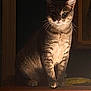 animal, calm, cat, dark_background, domestic, ears, eyes, feline, fur, indoor, light, mystery, pet, portrait, quiet, shadow, sitting, tabby, whiskers, wooden_surface