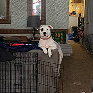 Bodhi is registered to the contest to win money with this photo: dog, white_dog, patch_on_eye, couch, living_room, mirror, person_reflection, lamp, blanket, pet_gate, carpet, furniture, indoor, household_items, clutter, curious, pet, domestic, home, portrait