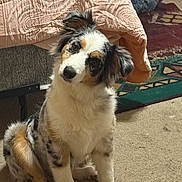 Mindy is registered to the contest to win money with this photo: dog, indoor, carpet, bed, blanket, furniture, curious, pet, animal, fluffy, tri_color, head_tilt, room, rug, cozy, soft, fur, sitting, home, floor