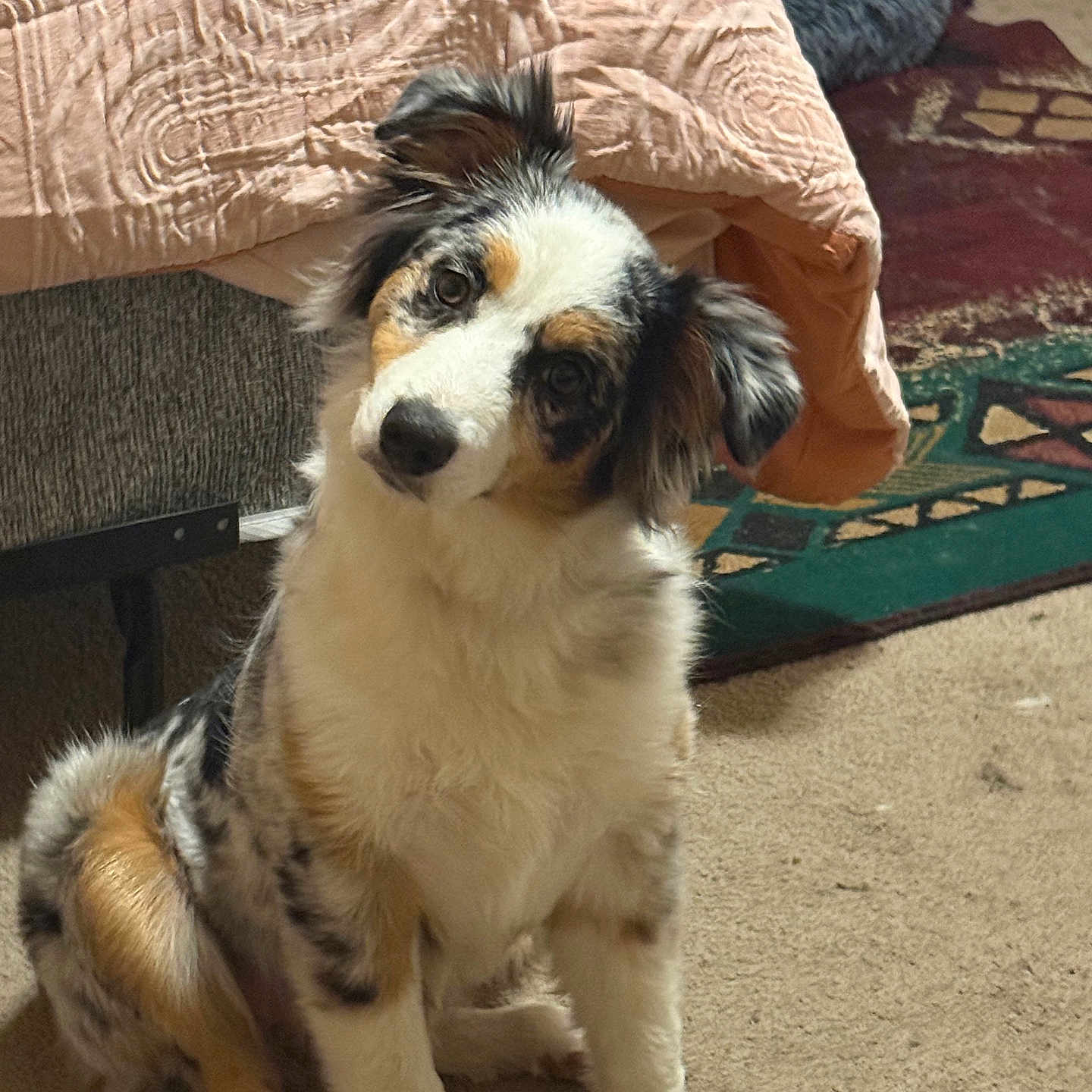 Mindy is registered to the contest to win money with this photo: animal, bed, blanket, carpet, cozy, curious, dog, floor, fluffy, fur, furniture, head_tilt, home, indoor, pet, room, rug, sitting, soft, tri_color