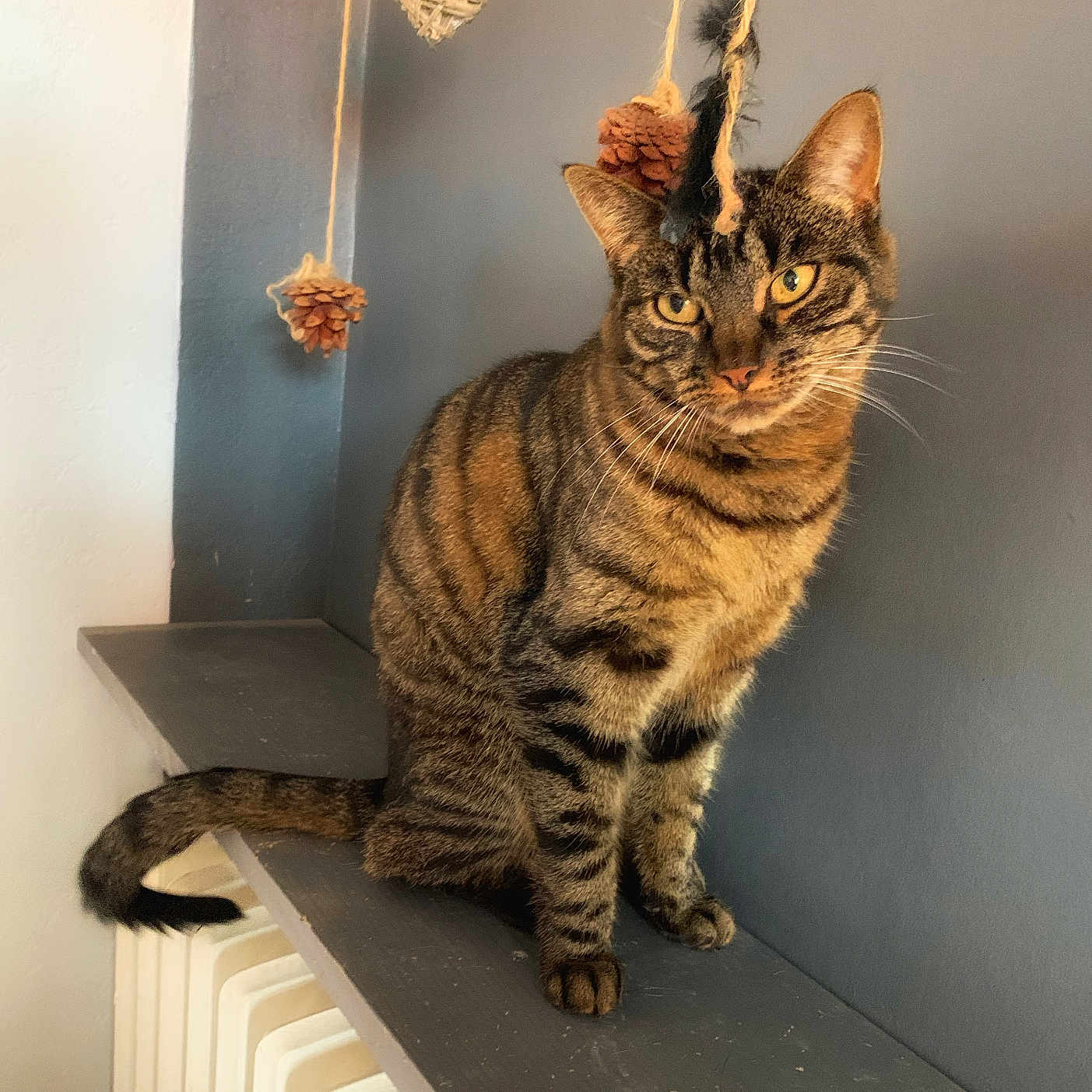 Noisette a rejoint le concours — aidez-le/la à gagner de superbes lots ! cat, curious, decorations, domestic, ears, feline, gray_wall, heart_ornament, home, indoor, pet, pine_cones, radiator, shelf, sitting, striped, tabby_cat, tail, whiskers, wood