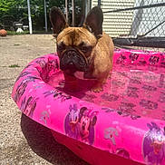 Fernie is registered to the contest to win money with this photo: french_bulldog, dog, pink_pool, kiddie_pool, water, outdoor, backyard, sunny, concrete, chain_link_fence, cartoon_characters, minnie_mouse, daisy_duck, pet, animal, summer, shade, shadow, ears, face