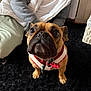 Fernie joined the competition — help win amazing prizes! animal, black_rug, brown_dog, casual_clothing, close_up, companion, cozy, cute, dog, domestic, french_bulldog, household, indoor, looking_up, mammal, person, pet, relaxed, scarf, small_dog