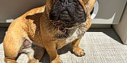 Fernie joined the competition — help win amazing prizes! animal, black_nose, brown, chain, closeup, collar, cute, dog, ear, face, french_bulldog, fur, indoor, mat, paw, pet, shadow, sitting, sunlight, texture