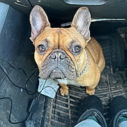 Fernie is registered to the contest to win money with this photo: animal, brown_dog, cable, canine, car_interior, close_up, collar, companion, curious, cute, dog, ears, floor_mat, french_bulldog, indoor, looking_up, paw, pet, sitting, slippers