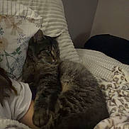 Poo is registered to the contest to win money with this photo: cat, tabby_cat, tattoo, arm, blanket, pillow, striped, fur, indoor, relaxed, cozy, resting, person, human, animal, bed, sleepy, soft, comfort, warm