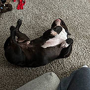 Charlie joined the competition — help win amazing prizes! dog, lying_down, carpet, plush_toy, indoor, relaxed, black_and_white, pet, floor, basket, toy, animal, cute, cozy, resting, domestic_animal, canine, playful, home, fur