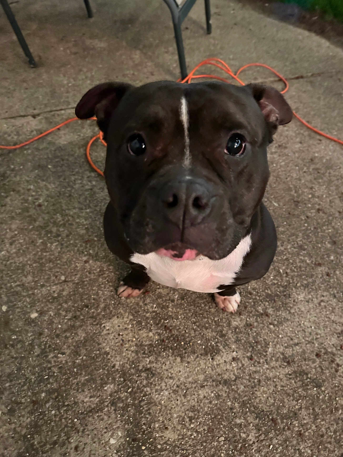 Charlie is registered to the contest to win money with this photo: dog, pet, black_and_white, pitbull, concrete, outdoor, extension_cord, chair_legs, animal, looking_up, close_up, sitting, cute, friendly, companion, paw, face, ears, nose, fur