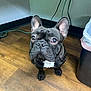 dog, french_bulldog, pet, indoor, wooden_floor, black_dog, looking_up, ears_up, small_dog, floor, trash_can, cable, curious, animal, companion, domestic, cute, alert, short_hair, mammal