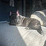french_bulldog, dog, pet, indoor, couch, sunlight, relaxing, home, cozy, ears, paw, fur, resting, animal, living_room, daylight, shadow, comfort, domestic, cute