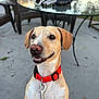 animal, canine, chair, collar, concrete_floor, daylight, dog, domestic_animal, ears, friendly, fur, glass_table, happy, leash_hook, outdoor, patio, pet, red_collar, smiling, table