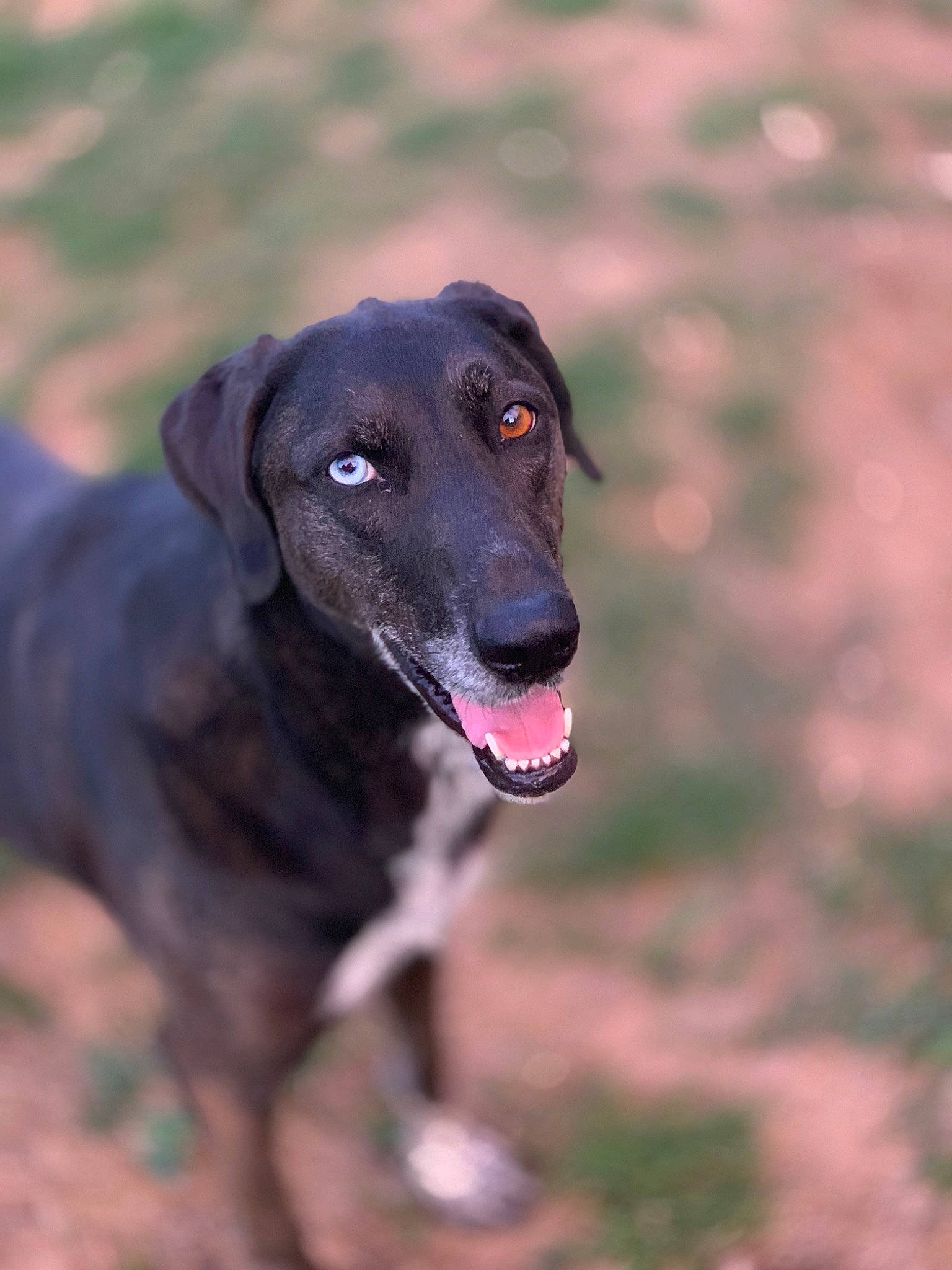 Toupie participe au concours pour gagner de l'argent avec cette photo : blue_lacy, canidae, carnivore, dog, dog_breed, fawn, greyhound, hortaya_borzaya, hunting_dog, mammal, mountain_cur, rare_breed_dog, snout, sporting_group, vertebrate, whiskers, working_dog