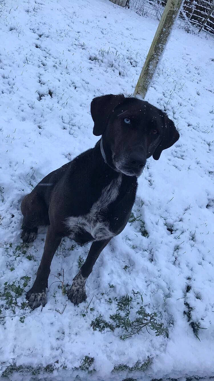 Toupie a rejoint le concours — aidez-le/la à gagner de superbes lots ! canidae, carnivore, dog, dog_breed, guard_dog, hunting_dog, labrador_retriever, mammal, patterdale_terrier, snout, snow, sporting_group