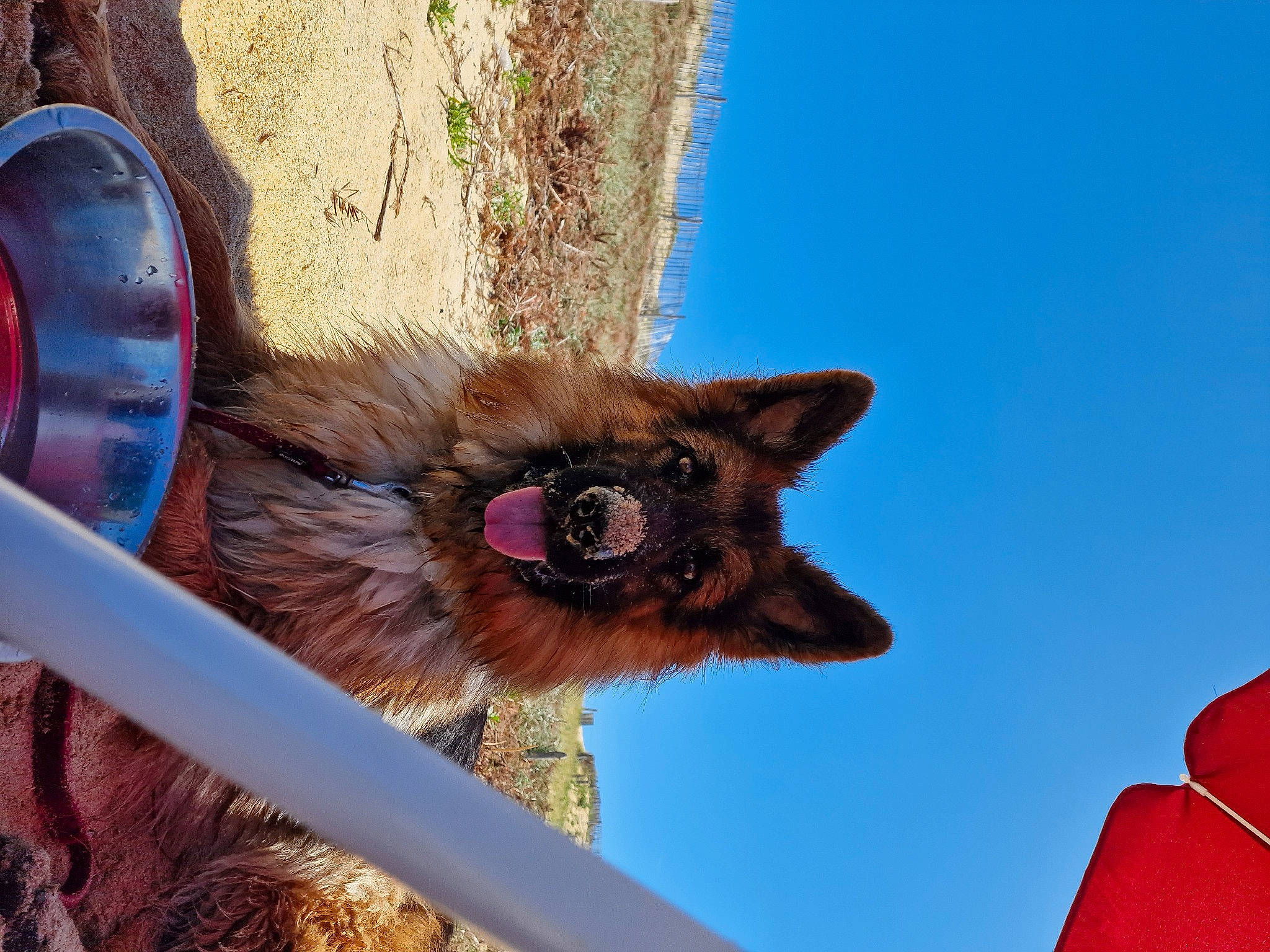 Raya participe au concours pour gagner de l'argent avec cette photo : bat, canidae, carnivore, dog_breed, electric_blue, fawn, felidae, fur, little_red_flying_fox, liver, marsupial, plant, sky, tail, terrestrial_animal, whiskers, wildlife, window