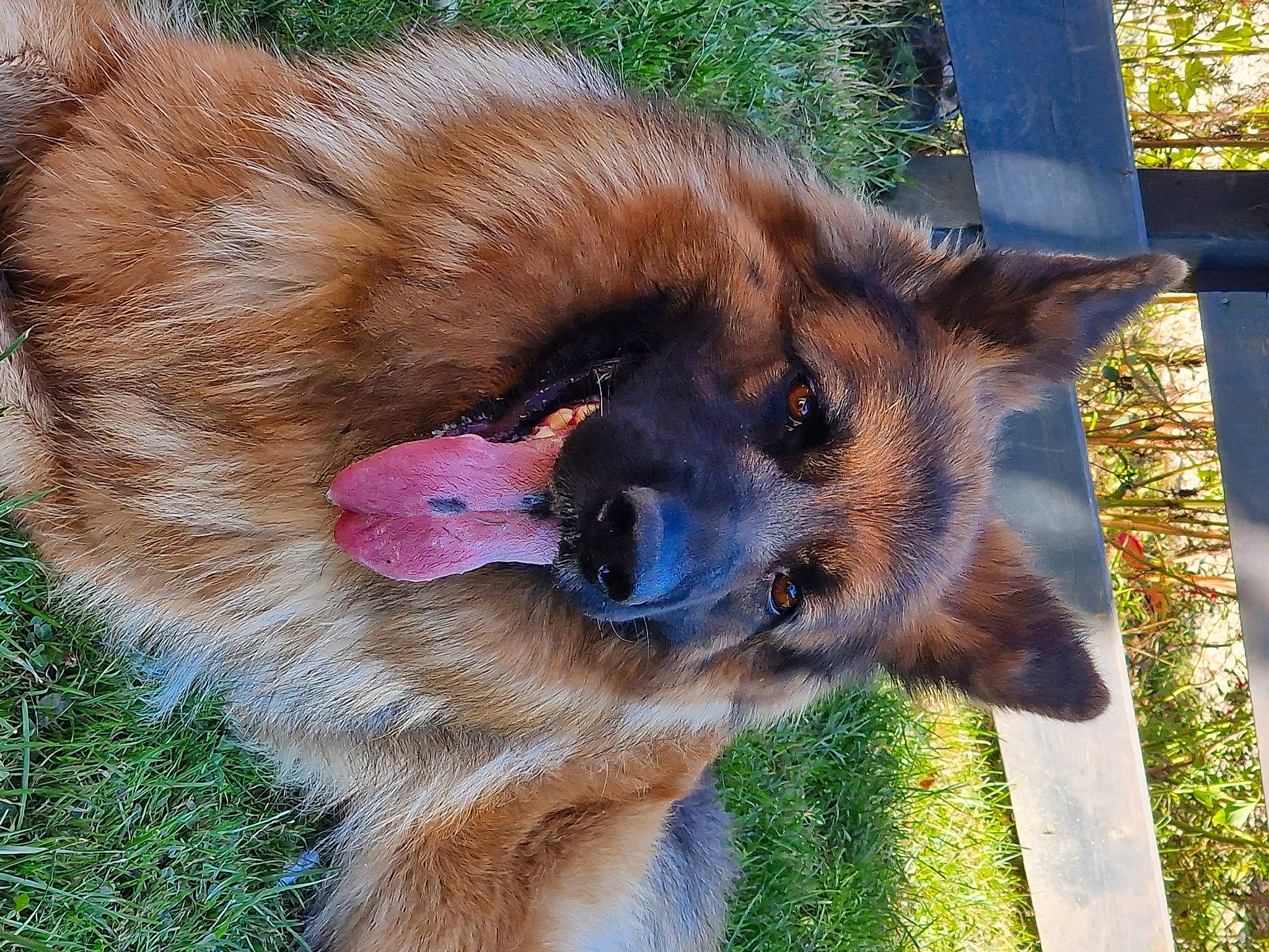Raya a rejoint le concours — aidez-le/la à gagner de superbes lots ! canidae, carnivore, collar, companion_dog, dog, dog_breed, dog_collar, dog_supply, fawn, fence, fur, german_shepherd_dog, liver, old_german_shepherd_dog, pet_supply, plant, snout, sporting_group, terrestrial_animal, working_animal