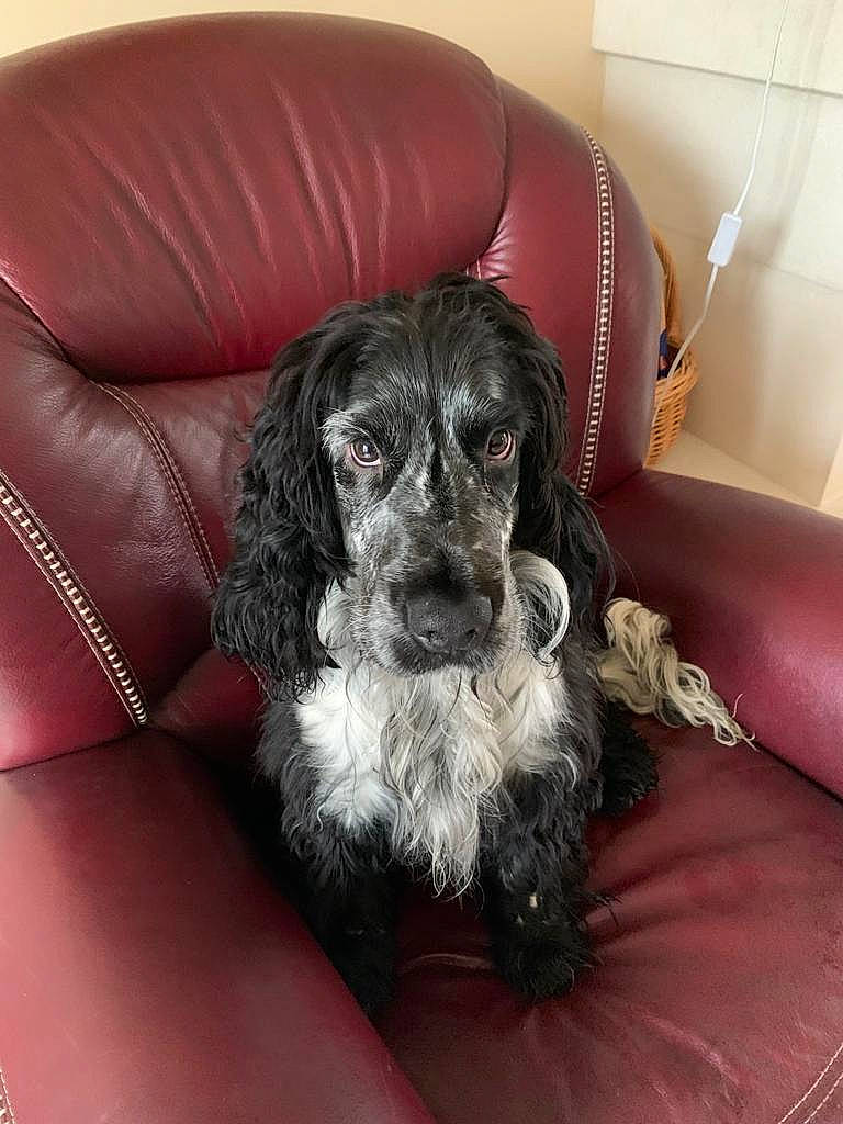 Boby participe au concours pour gagner de l'argent avec cette photo : canidae, carnivore, comfort, companion_dog, dog, dog_breed, dog_supply, flooring, fur, liver, snout, spaniel, sporting_group, terrier, toy_dog, working_animal