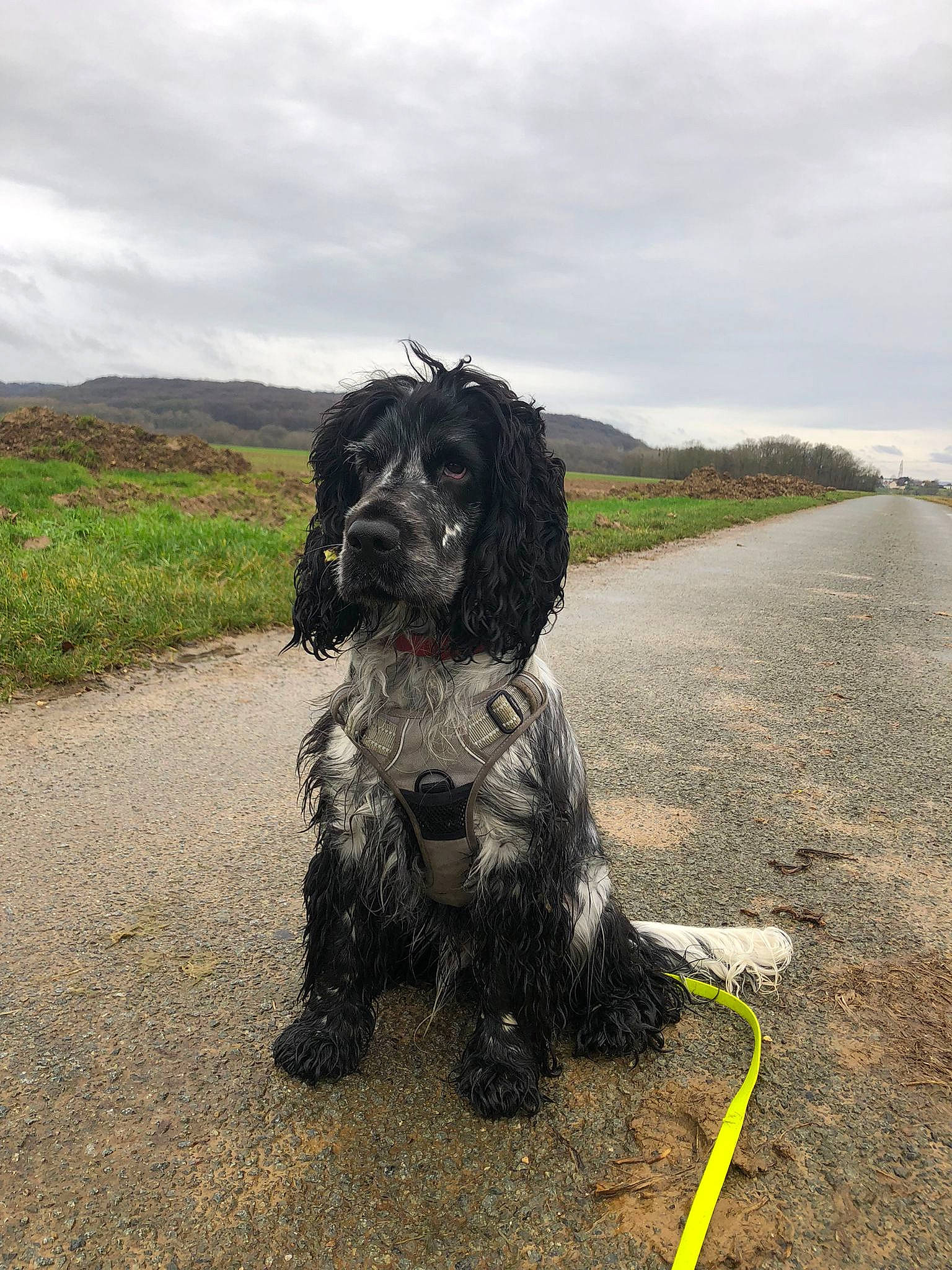 Boby a rejoint le concours — aidez-le/la à gagner de superbes lots ! asphalt, canidae, carnivore, cloud, companion_dog, dog, dog_breed, grass, leash, plant, sky, snout, soil, spaniel, sporting_group, tail, terrier, tire, toy_dog, water_dog