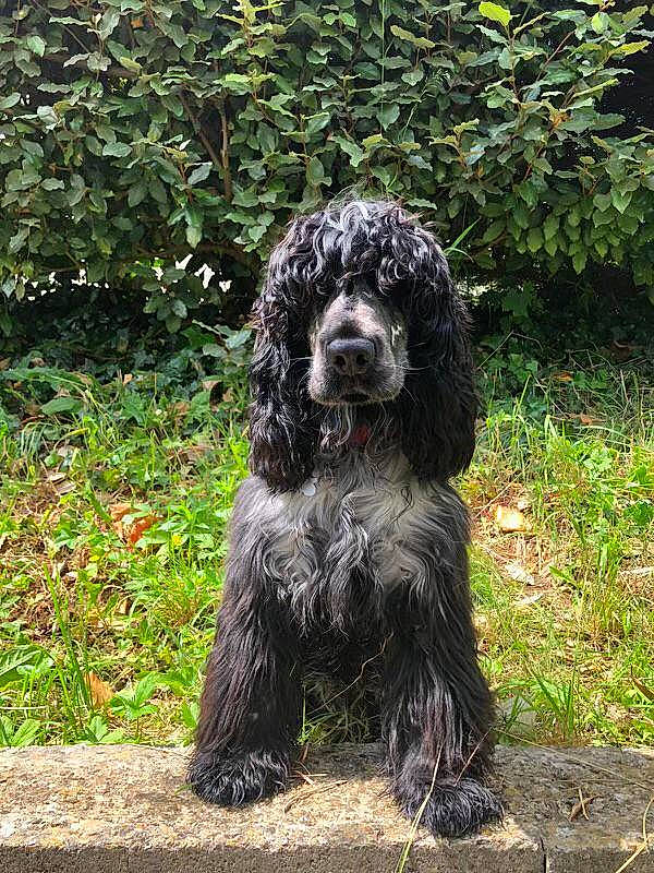 Boby participe au concours pour gagner de l'argent avec cette photo : canidae, carnivore, companion_dog, dog, dog_breed, labradoodle, maltepoo, non_sporting_group, plant, poodle, poodle_crossbreed, snout, spaniel, sporting_group, terrestrial_animal, terrier, toy_dog, water_dog, working_animal, working_dog