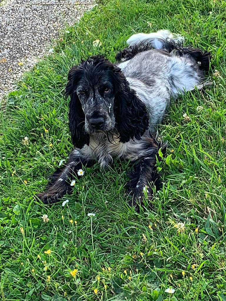 Boby participe au concours pour gagner de l'argent avec cette photo : canidae, carnivore, companion_dog, dog, dog_breed, fur, grass, groundcover, gun_dog, liver, plant, snout, spaniel, sporting_group, tail, terrestrial_animal, terrier, toy_dog, water_dog, working_animal