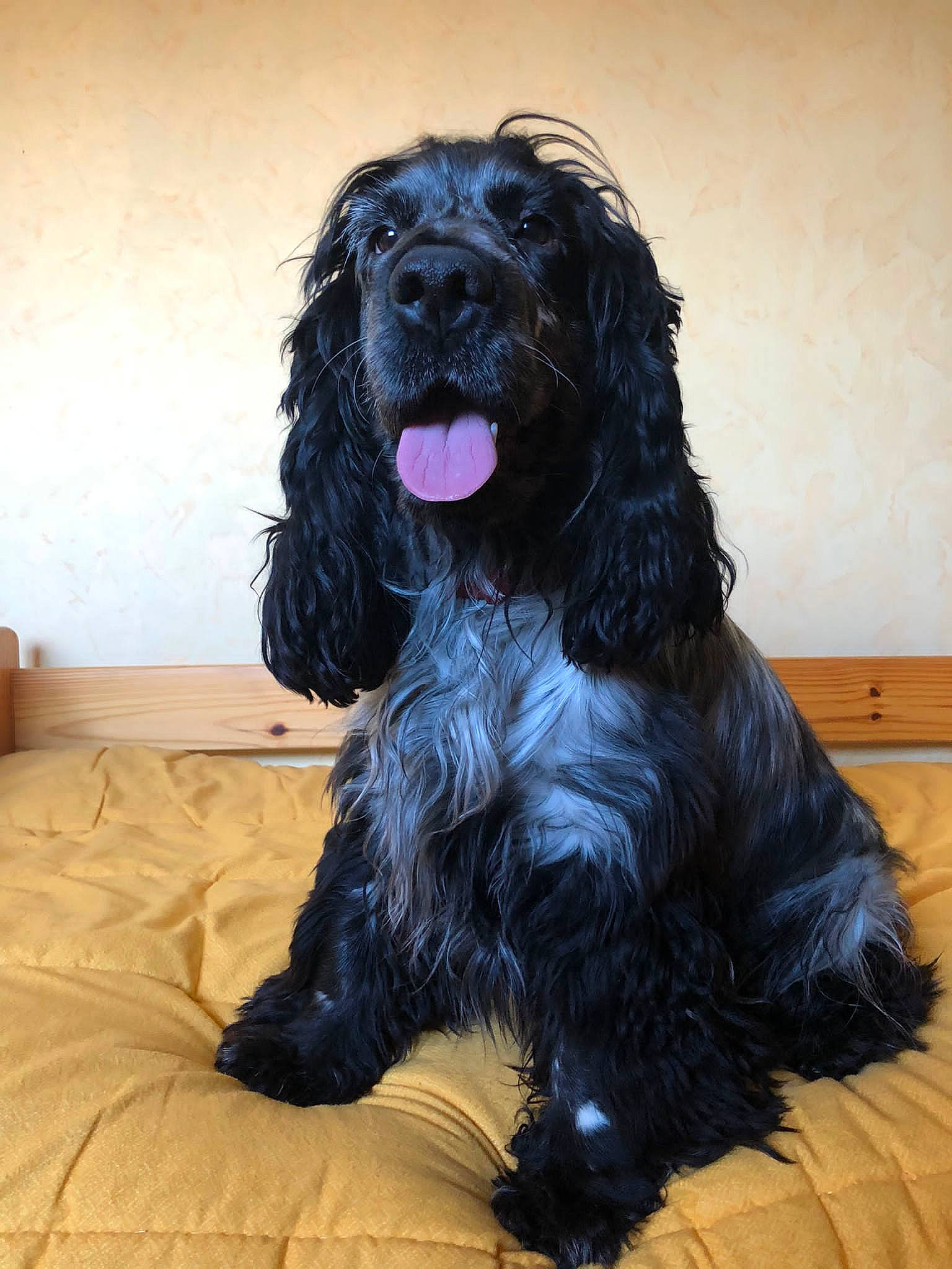 Boby participe au concours pour gagner de l'argent avec cette photo : canidae, carnivore, companion_dog, dog, dog_breed, fur, liver, non_sporting_group, snout, spaniel, sporting_group, terrestrial_animal, water_dog, working_animal, working_dog