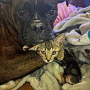 Emmy And Reese joined the competition — help win amazing prizes! animal, blanket, cat, closeup, comfort, companion, cozy, cuddle, cute, dog, friendship, fur, indoor, kitten, mammal, paw, pet, relaxation, resting, snuggle