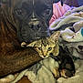 animal, blanket, cat, closeup, comfort, companion, cozy, cuddle, cute, dog, friendship, fur, indoor, kitten, mammal, paw, pet, relaxation, resting, snuggle