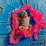 Wynter is registered to the contest to win money with this photo: accessories, baby, clothing, face, festival, flower, flowerarrangement, hat, head, newborn, person, petal, photography, plant, portrait, purple, quilt, symbol, text, wreath