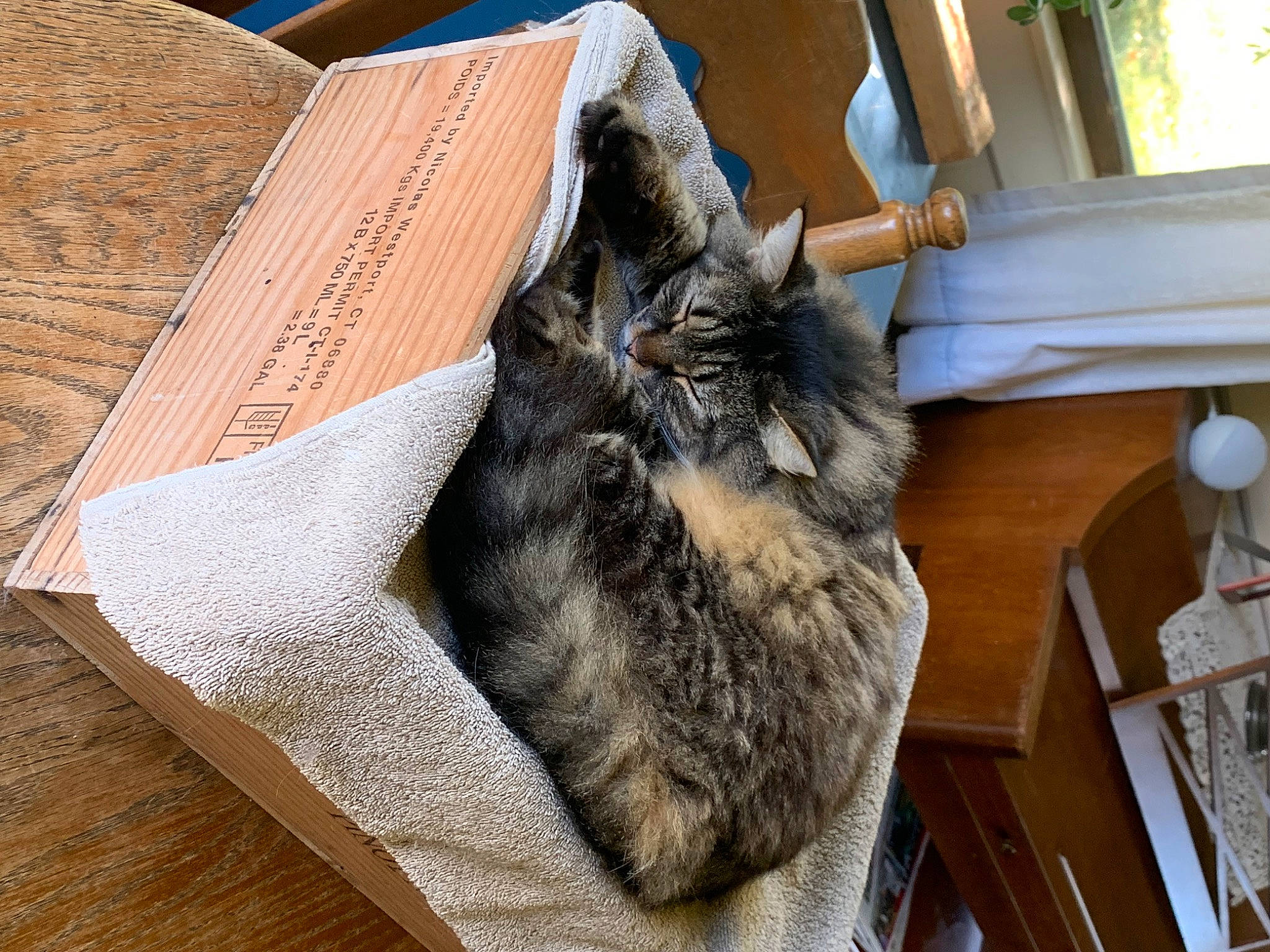 Catness joined the competition — help win amazing prizes! carnivore, cat, claw, comfort, domestic_short_haired_cat, felidae, flooring, fur, grey, hardwood, nap, paw, plant, room, small_to_medium_sized_cats, tail, tree, whiskers, window, wood