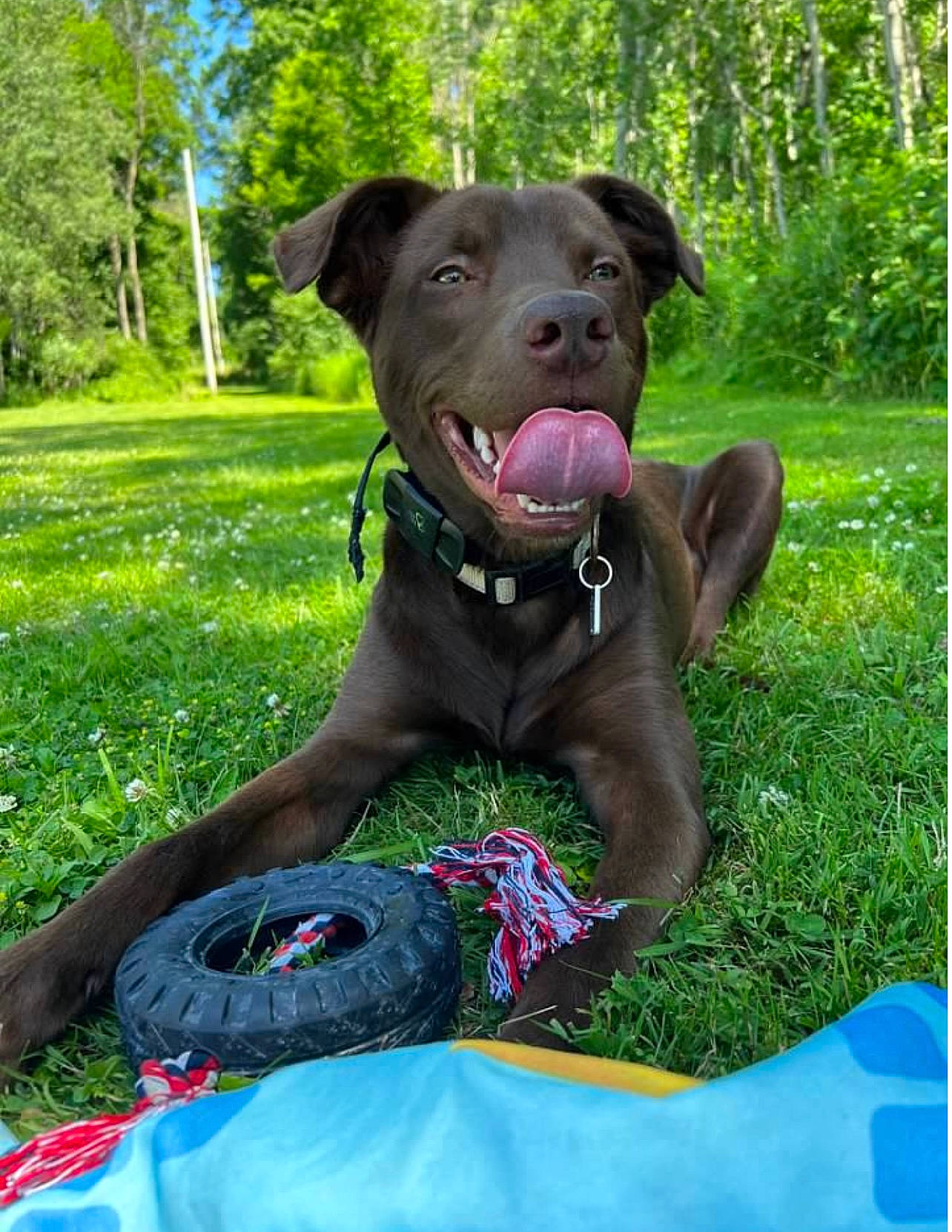 Echo joined the competition — help win amazing prizes! canidae, carnivore, collar, companion_dog, dog, dog_breed, dog_collar, dog_supply, fashion_accessory, fawn, grass, green, gun_dog, leash, liver, plant, snout, sporting_group, tree, working_animal