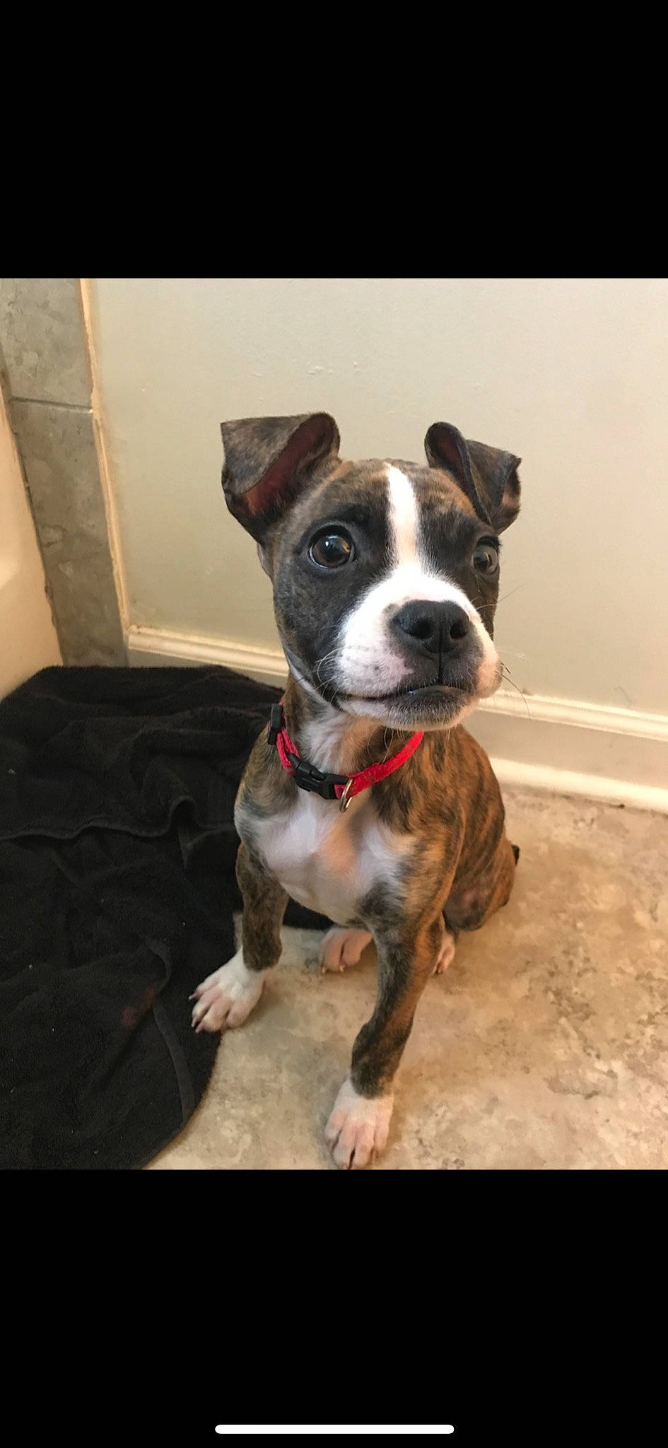 Arya joined the competition — help win amazing prizes! american_pit_bull_terrier, american_staffordshire_terrier, boston_terrier, canidae, carnivore, companion_dog, dog, dog_breed, fawn, mammal, non_sporting_group, nose, pit_bull, rare_breed_dog, snout, sporting_group, staffordshire_bull_terrier, valley_bulldog, vertebrate, whiskers