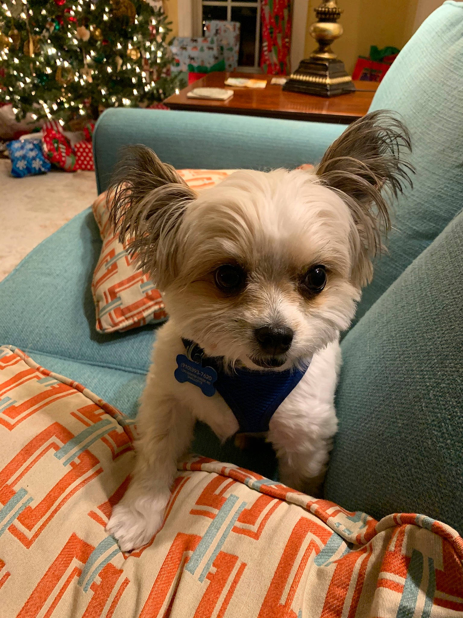 Carlos joined the competition — help win amazing prizes! cairn_terrier, canidae, carnivore, companion_dog, dog, dog_breed, maltepoo, maltese, mammal, morkie, non_sporting_group, puppy, puppy_love, rare_breed_dog, schnoodle, shih_tzu, toy_dog, vertebrate, west_highland_white_terrier, yorkshire_terrier