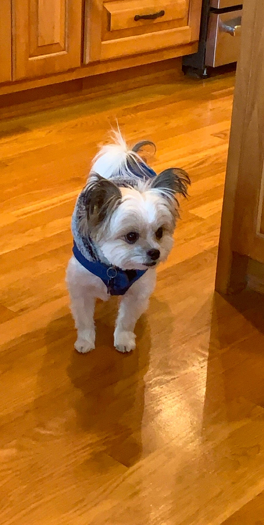 Carlos is registered to the contest to win money with this photo: biewer_terrier, canidae, carnivore, chinese_imperial_dog, companion_dog, dog, dog_breed, dog_clothes, fawn, hardwood, maltese, mammal, morkie, puppy, rare_breed_dog, shih_tzu, sporting_group, toy_dog, wood_flooring, yorkshire_terrier