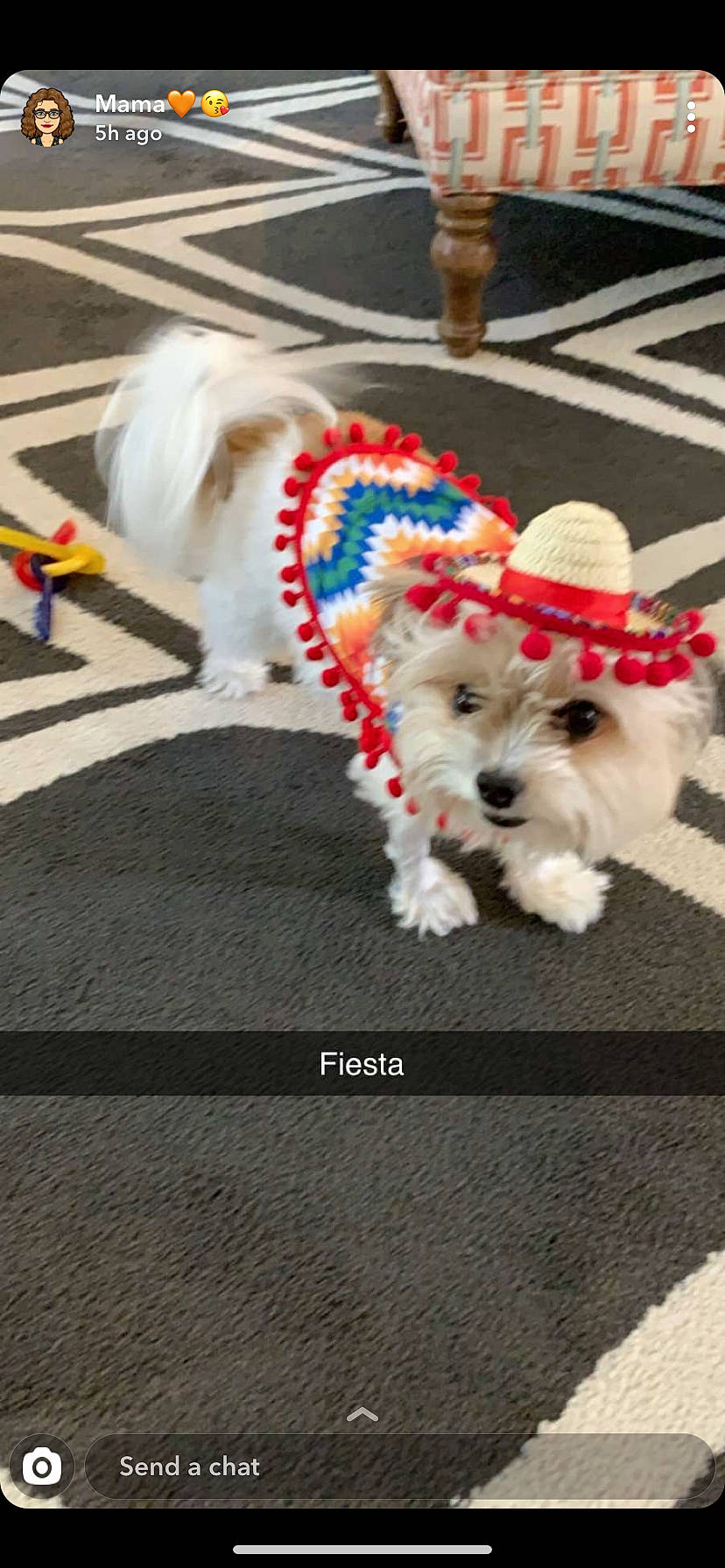 Carlos joined the competition — help win amazing prizes! canidae, carnivore, cavachon, cockapoo, companion_dog, coton_de_tulear, dog, dog_breed, dog_clothes, maltepoo, maltese, mammal, puppy, rare_breed_dog, shih_tzu, sporting_lucas_terrier, terrier, toy_dog, vertebrate, west_highland_white_terrier