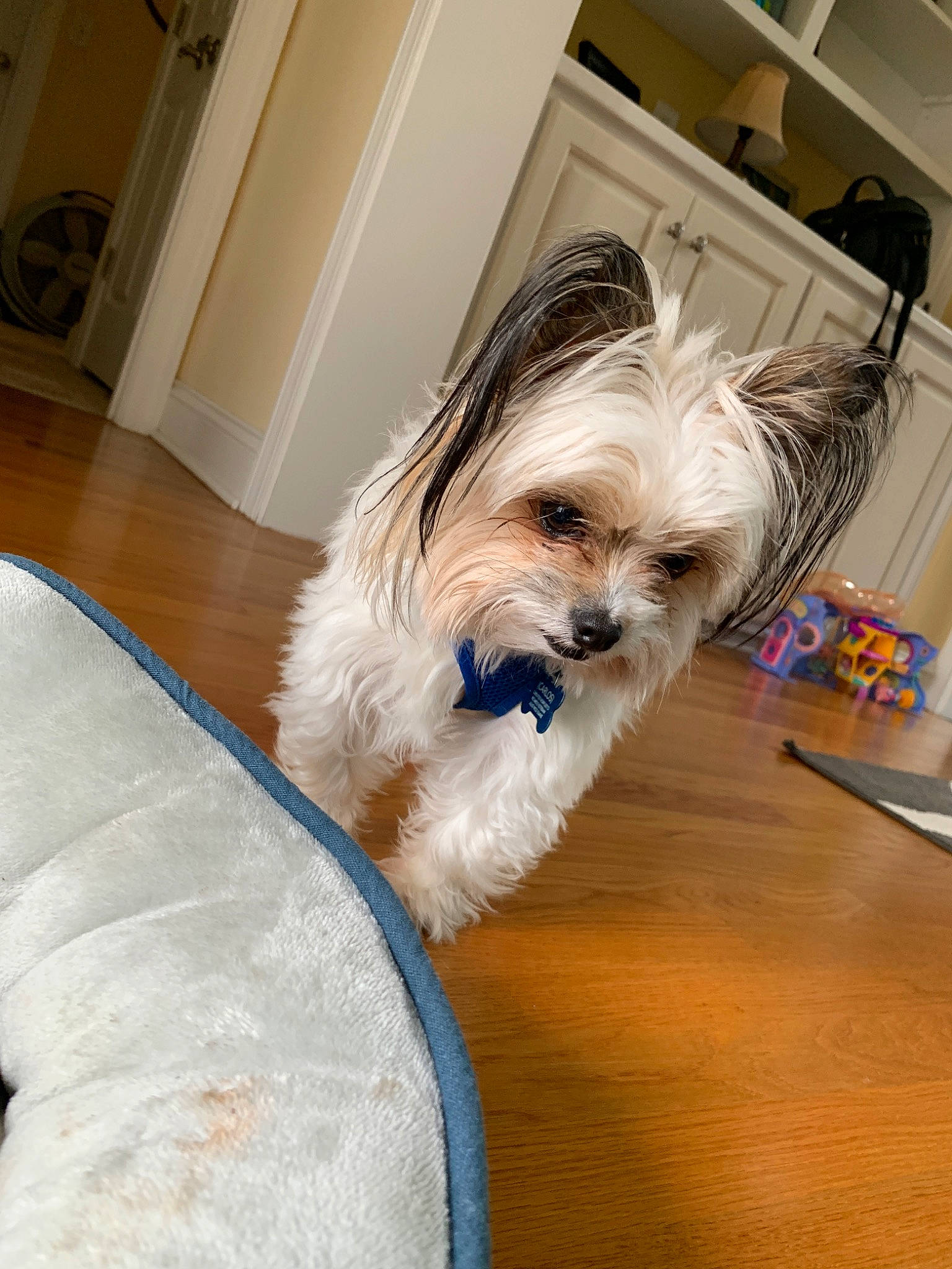 Carlos joined the competition — help win amazing prizes! biewer_terrier, canidae, carnivore, cavachon, chinese_imperial_dog, companion_dog, dog, dog_breed, lhasa_apso, maltepoo, maltese, mammal, morkie, puppy, rare_breed_dog, schnoodle, shih_tzu, terrier, toy_dog, yorkshire_terrier