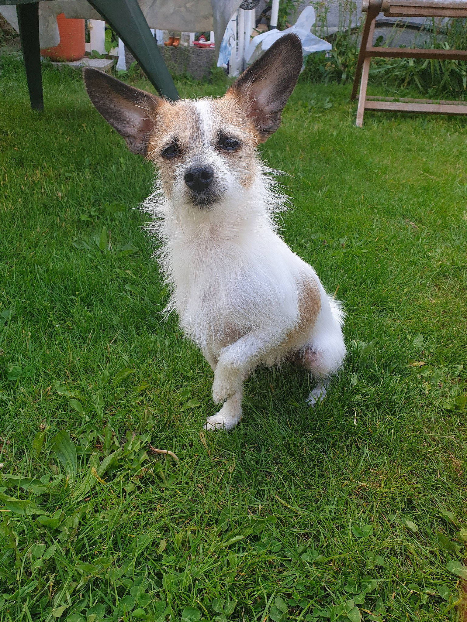 Daisy participe au concours pour gagner de l'argent avec cette photo : fawn, fur, grass, lawn, snout, spring, tail, terrestrial_animal, yard
