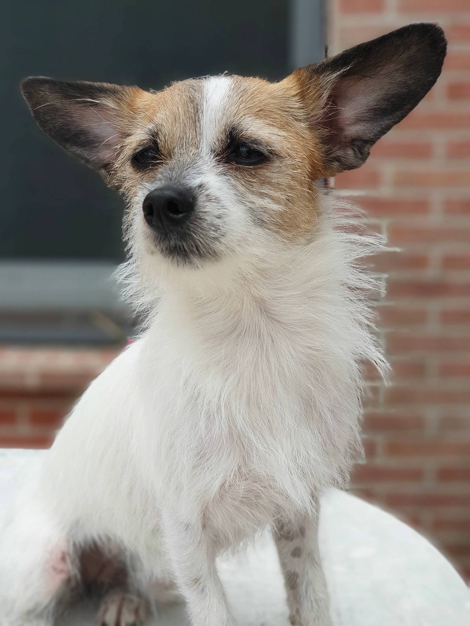 Daisy participe au concours pour gagner de l'argent avec cette photo : beige, brick, brown, canidae, carnivore, claw, companion_dog, dog, dog_breed, fawn, fur, liver, neck, peach, skin, snout, terrestrial_animal, vertebrate, whiskers, working_animal