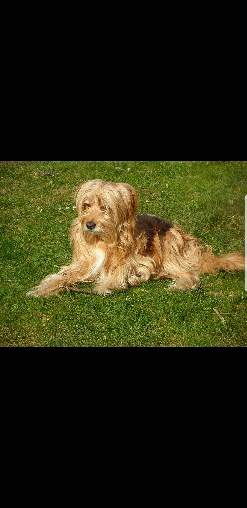 Buddy participe au concours pour gagner de l'argent avec cette photo : canidae, carnivore, companion_dog, dog, dog_breed, fawn, fur, liver, non_sporting_group, sporting_group, terrier, toy_dog, water_dog, working_animal