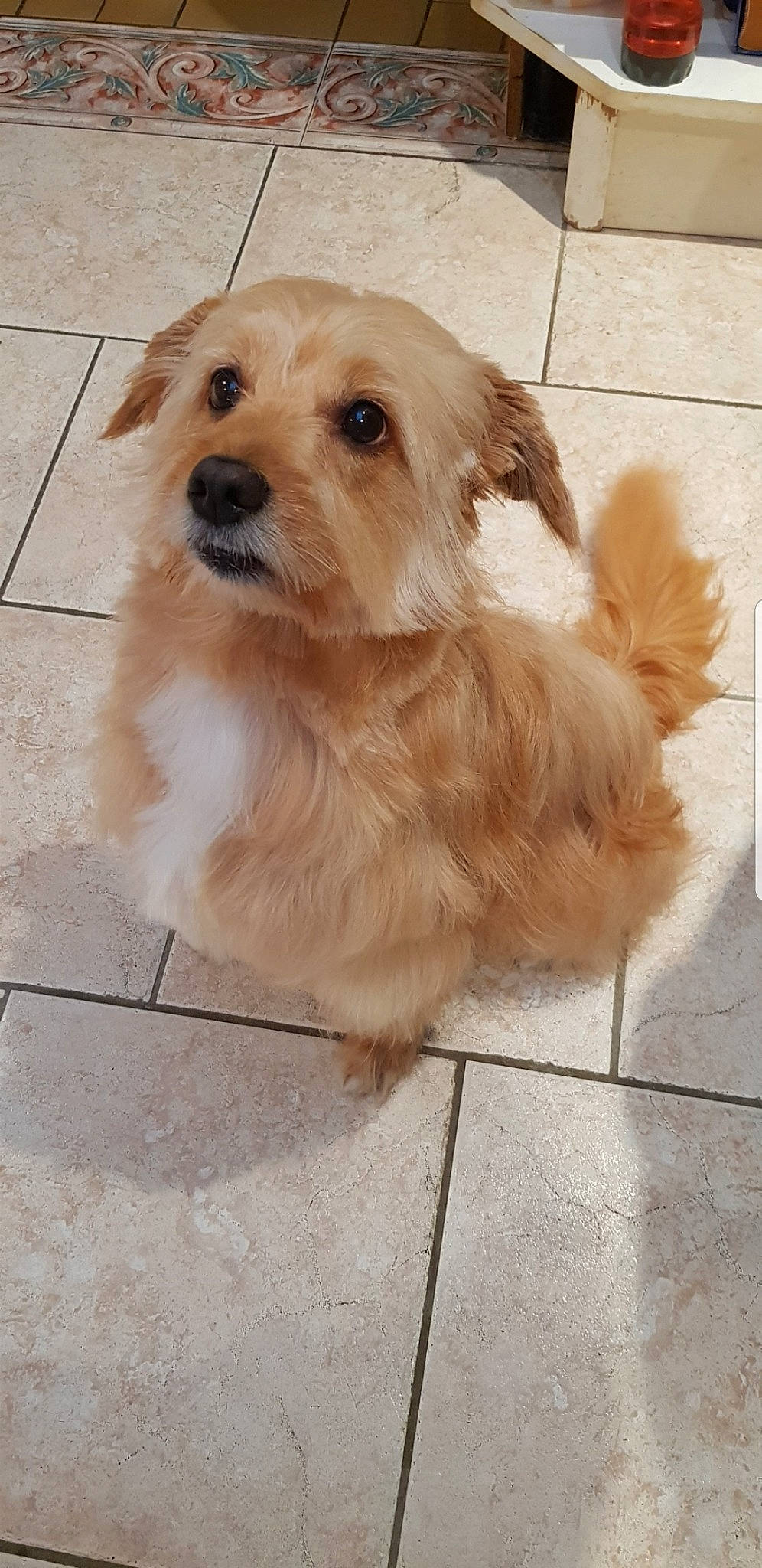 Buddy participe au concours pour gagner de l'argent avec cette photo : beige, canidae, carnivore, companion_dog, dog, dog_breed, fawn, floor, flooring, fur, liver, mammal, natural_material, pet_supply, snout, sporting_group, tile, tile_flooring, whiskers, working_animal