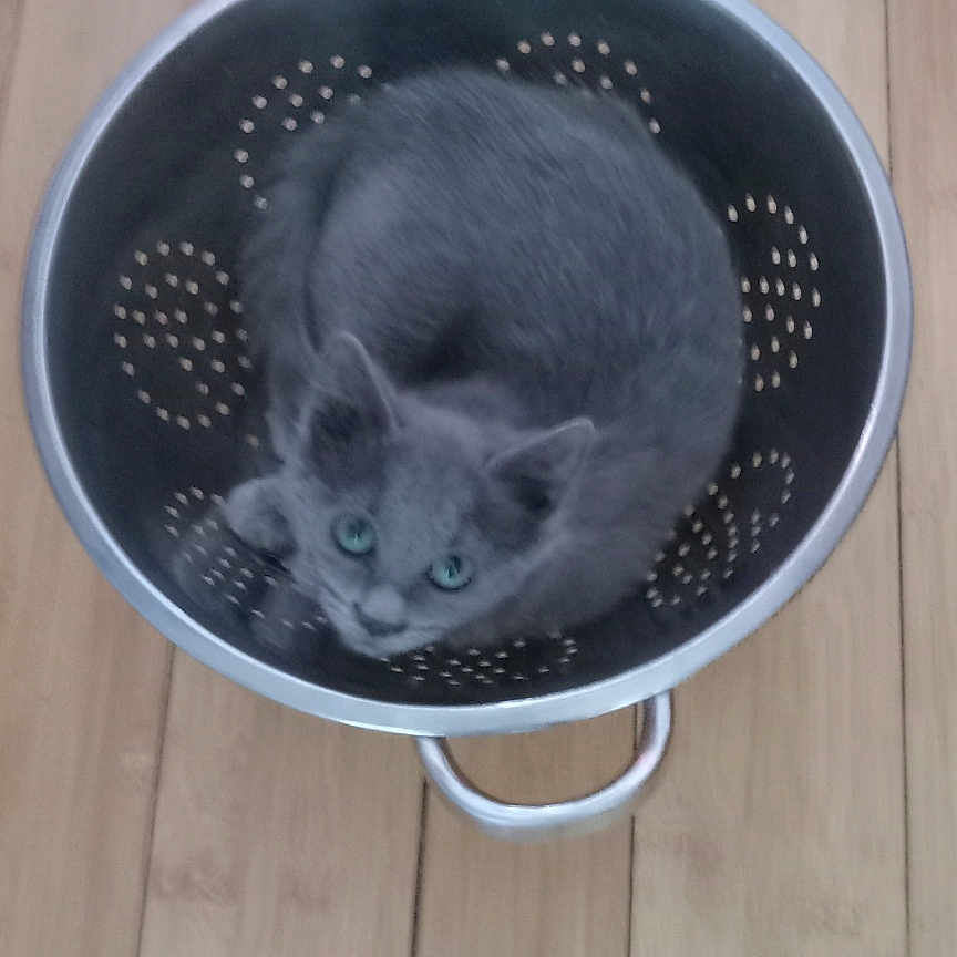 Lollipop joined the competition — help win amazing prizes! animal, colander, container, cozy, curious, cute, domestic_cat, ears, flooring, fur, gray_cat, household_item, indoor, kitten, looking_up, metal, pet, round, small, wooden_floor