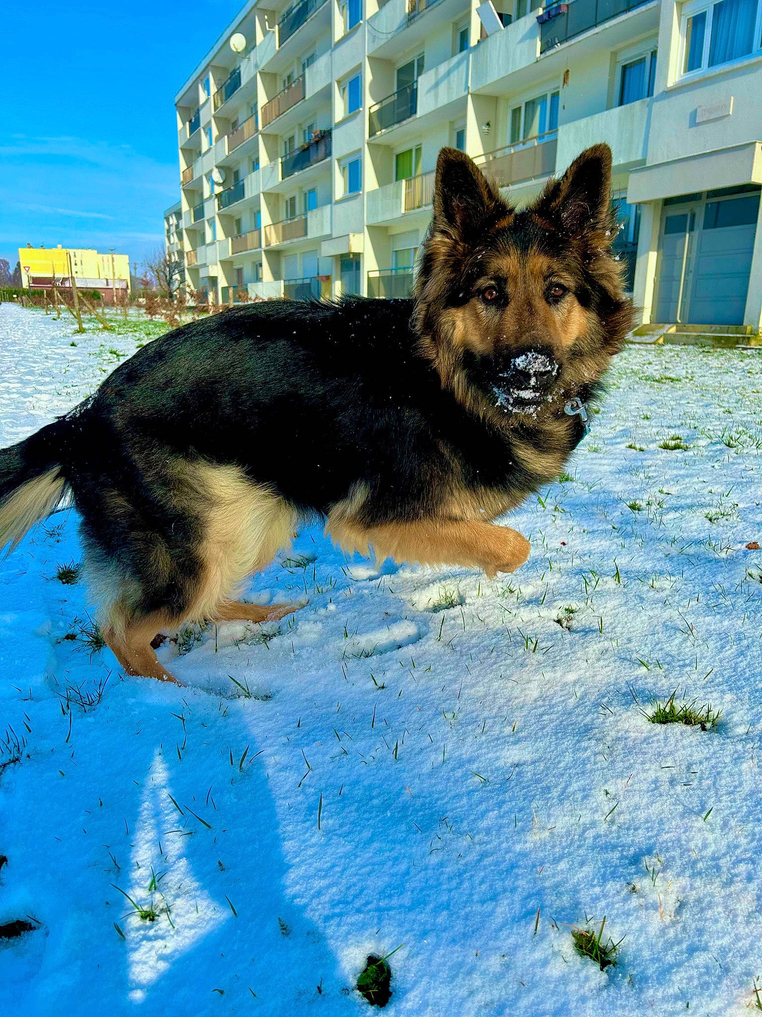 Suna a rejoint le concours — aidez-le/la à gagner de superbes lots ! blue, building, canidae, carnivore, companion_dog, dog, dog_breed, electric_blue, german_shepherd_dog, herding_dog, king_shepherd, old_german_shepherd_dog, sky, snout, snow, sporting_group, tail, water, window, working_dog