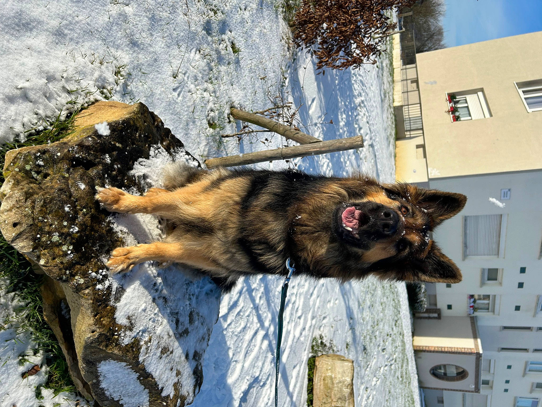 Suna participe au concours pour gagner de l'argent avec cette photo : building, canidae, carnivore, dog, dog_breed, domestic_short_haired_cat, felidae, fur, shadow, sky, small_to_medium_sized_cats, snout, snow, sporting_group, street, street_dog, tail, tree, window, winter