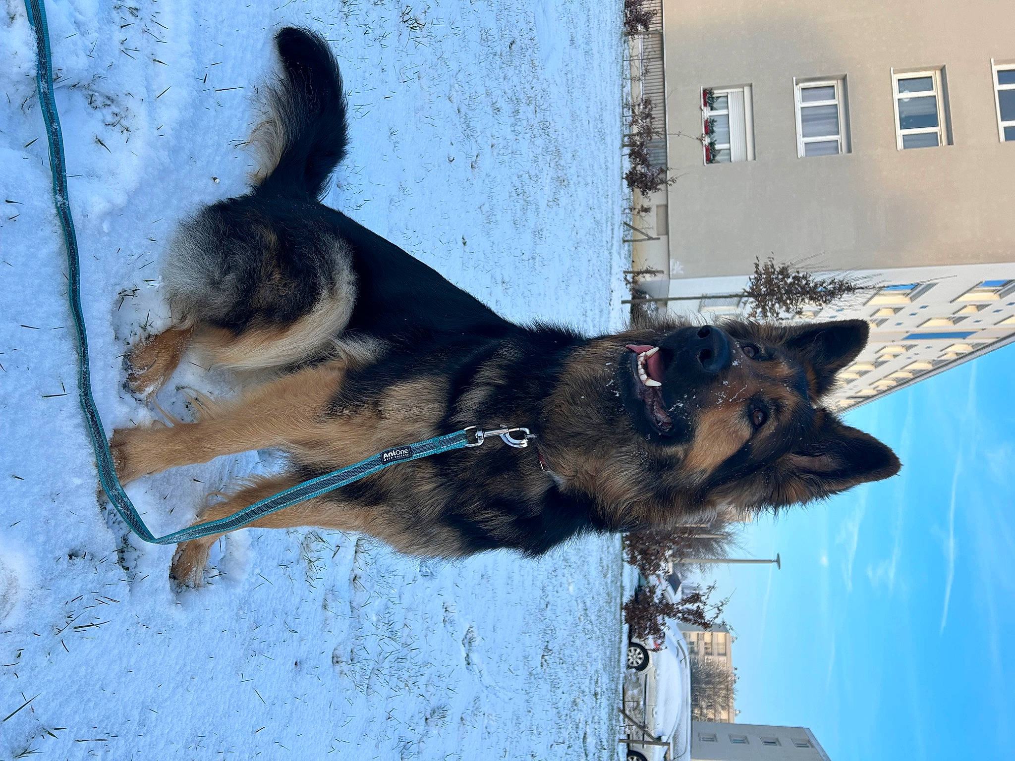 Suna a rejoint le concours — aidez-le/la à gagner de superbes lots ! building, canidae, canis, carnivore, collar, dog, dog_breed, dog_supply, east_european_shepherd, german_shepherd_dog, king_shepherd, old_german_shepherd_dog, pet_supply, snout, snow, sporting_group, tail, window, working_animal, working_dog